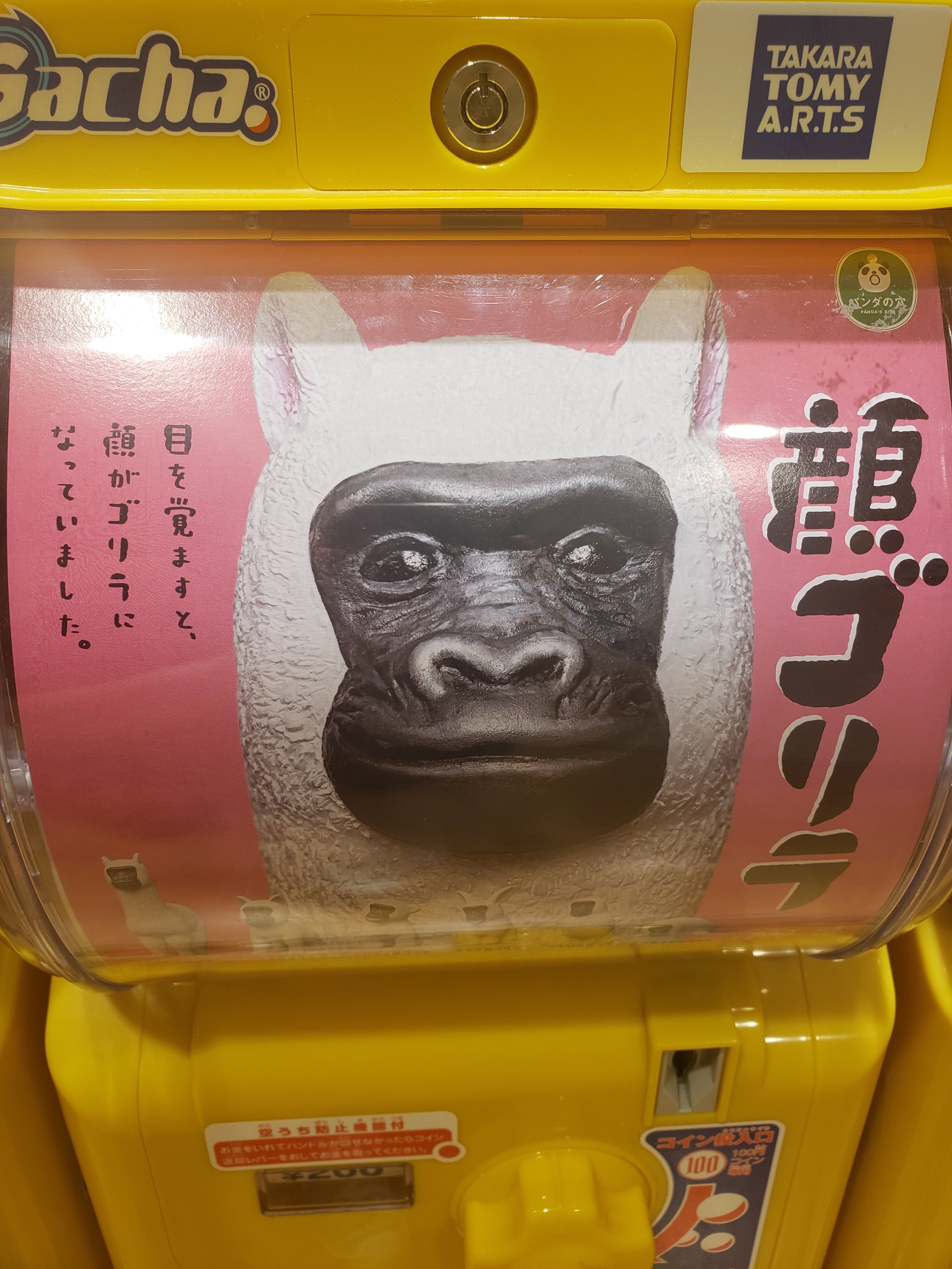 人気なのか 株式会社 Mountain Gorilla 人気なのか 株式会社 Mountain Gorilla
